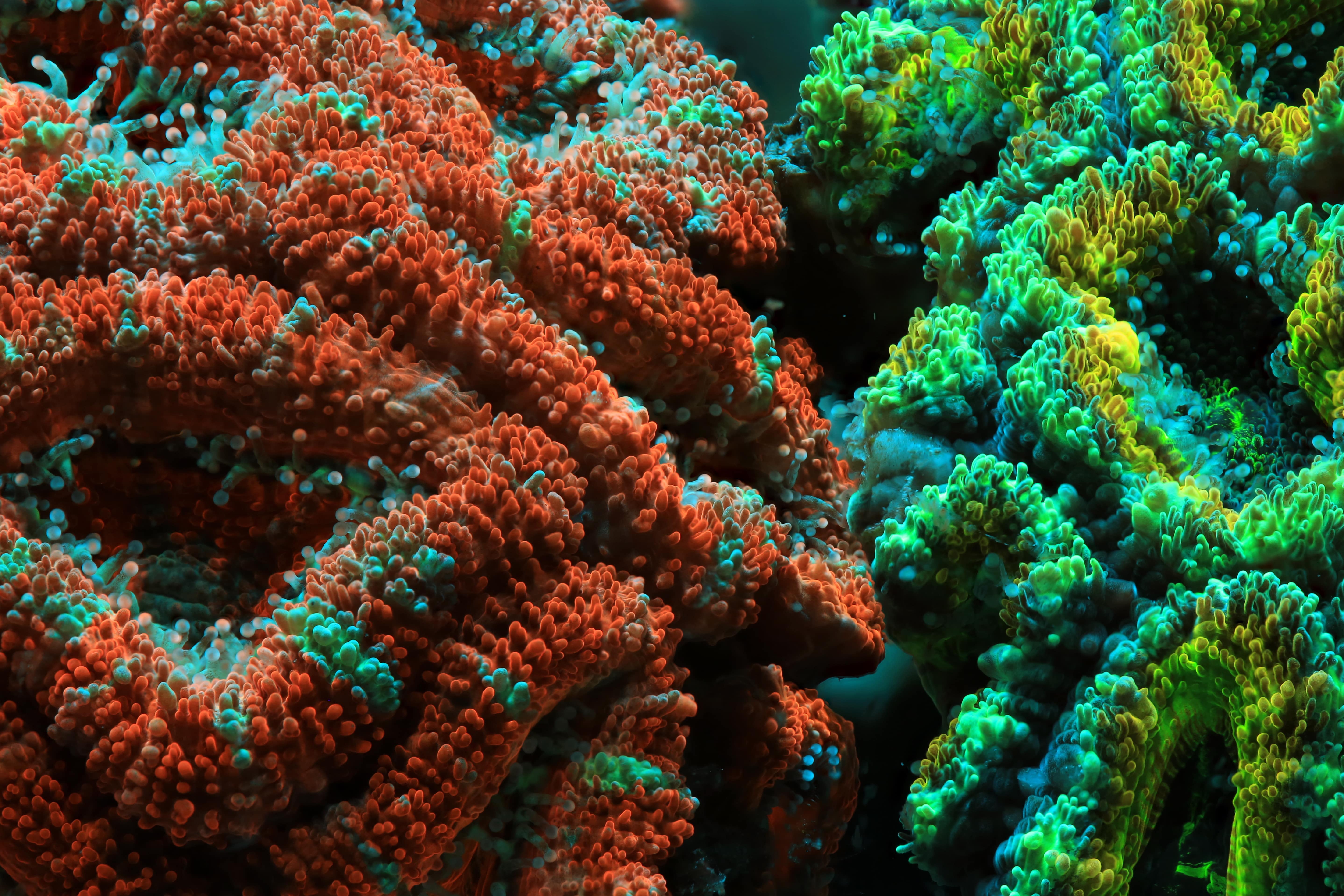 Mythbusting Coral - Horniman Museum and Gardens