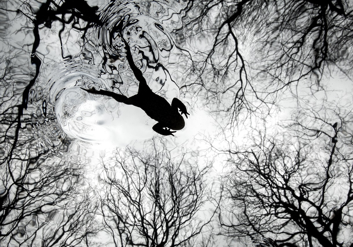 British Wildlife Photography Awards
